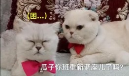 娱乐吃瓜君刘二豆,娱乐吃瓜界的“豆”界风云人物