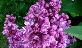 丁香六月激情国产