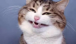 娱乐吃瓜小猫咪小说