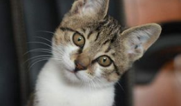 娱乐吃瓜小猫咪小说