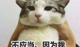 娱乐吃瓜小猫咪小说